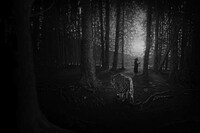 Jungle Journey Captures Image 7