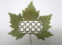 Cutaway Leaf Art Image 2