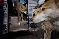 Housebroken Beasts Image 6