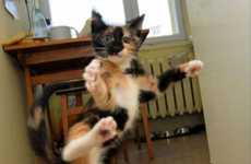 Sassy Pussycat Photoblogs