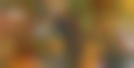 Palatable Peachy Plates