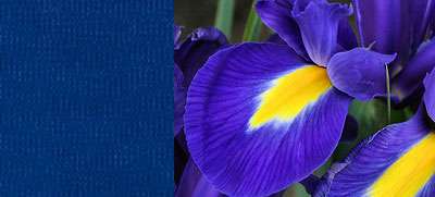 Pantone Color of the Year