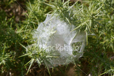 Birth Control For Insects