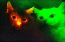 Glowing Cats