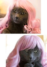 Wigs For Cats Image 2