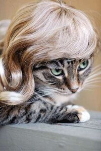 Wigs For Cats Image 3