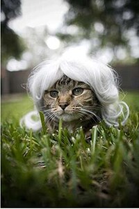 Wigs For Cats Image 4