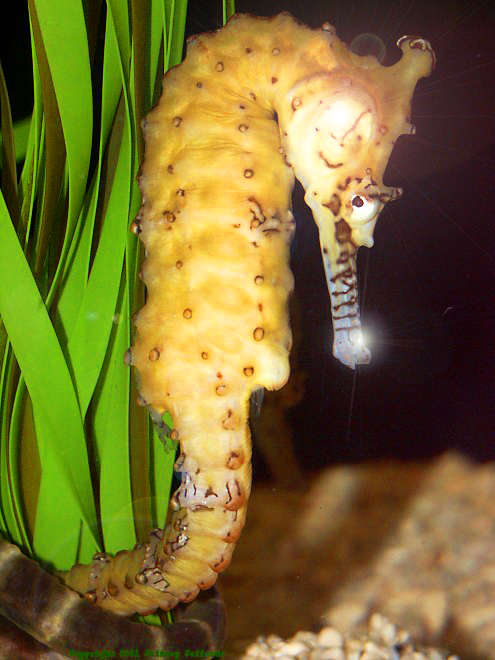 Genetically Modified Glittering Animals