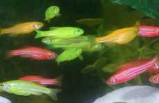 Genetically Engineered Pets