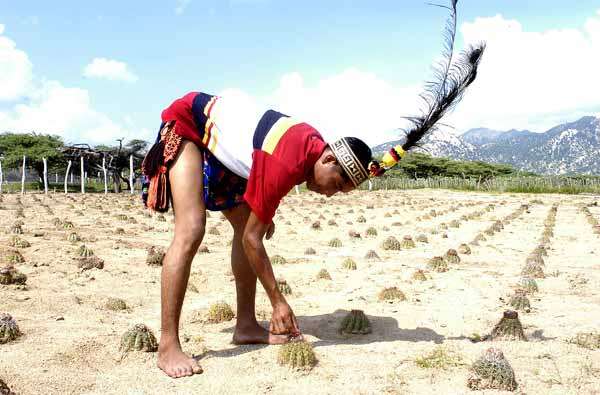Cactus Food