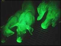 Glow-in-the-Dark Animals