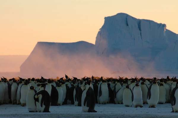 Stunning Wildlife Shots