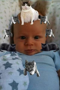 Fat Cat Retouching Apps Image 2