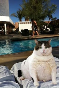 Fat Cat Retouching Apps Image 4