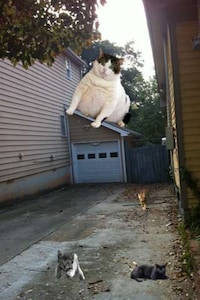 Fat Cat Retouching Apps Image 5
