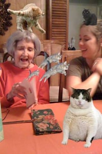 Fat Cat Retouching Apps Image 8