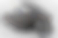 Snarling Monster Choppers Image 1