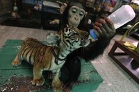 Maternal Milk-Feeding Monkeys Image 2