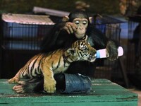 Maternal Milk-Feeding Monkeys Image 3