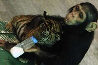 Maternal Milk-Feeding Monkeys Image 4
