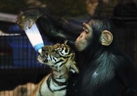 Maternal Milk-Feeding Monkeys Image 5