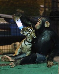 Maternal Milk-Feeding Monkeys Image 6