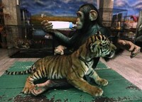 Maternal Milk-Feeding Monkeys Image 7