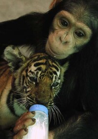 Maternal Milk-Feeding Monkeys Image 8