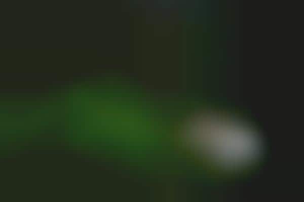 Rare Spirit Species Captures