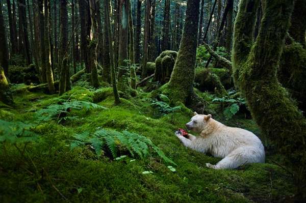 Rare Spirit Species Captures