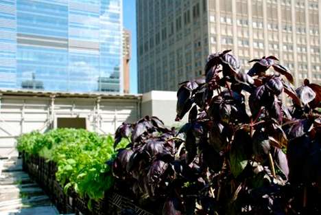 Pop-Up Farms