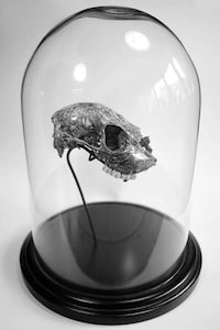 Intricate Floral Skullcaps Image 4