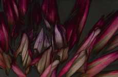 Dark Floral Photography