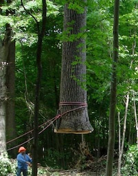Tree Trunk Concessions Image 5