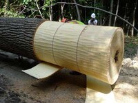 Tree Trunk Concessions Image 6