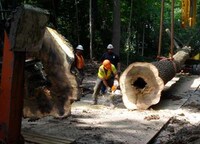 Tree Trunk Concessions Image 7