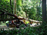 Tree Trunk Concessions Image 8