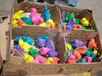 Pigmented Chickens Image 2