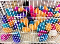 Pigmented Chickens Image 3