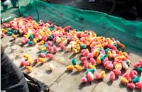Pigmented Chickens Image 4