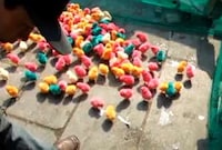 Pigmented Chickens Image 5