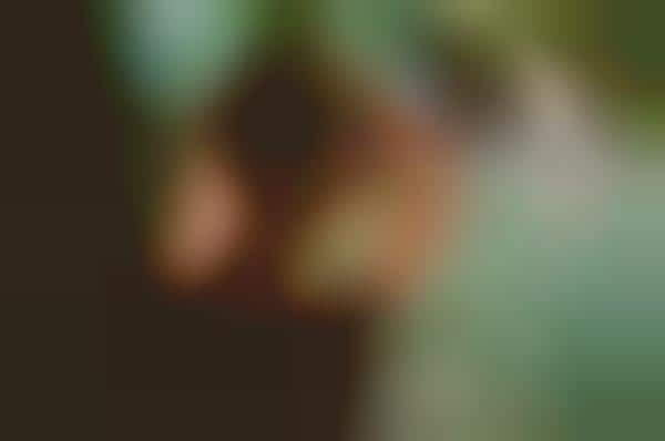 Fainting Forest Fairy Photography