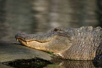 Car-Fueling Reptiles Image 2