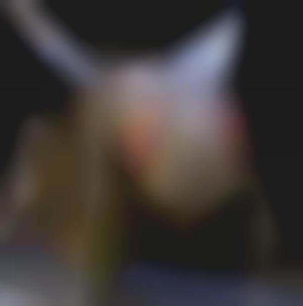Creepy-Crawly Close-Ups
