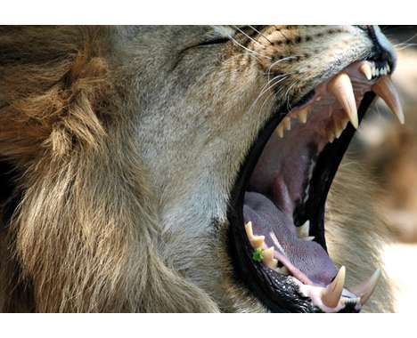 55 Captures of Wild Animals