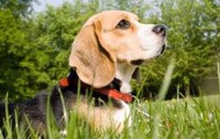 Doggie Health Diagnoses Image 2