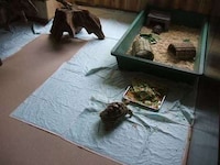 Reptile Cafes Image 2