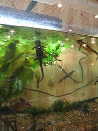Reptile Cafes Image 3