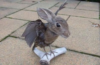 Disturbing Hybrid Taxidermy Image 2