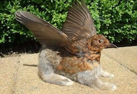 Disturbing Hybrid Taxidermy Image 6